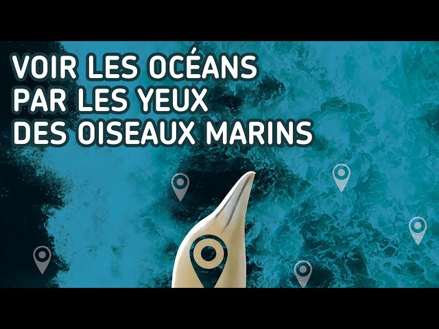 Documentaire Voir les océans par les yeux des oiseaux marins