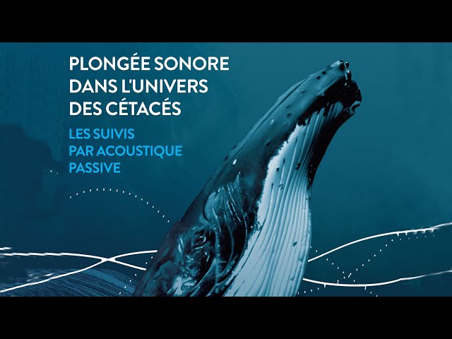 Plongée sonore dans l'univers des cétacés : les suivis par acoustique passive