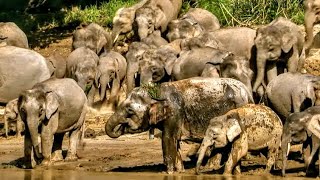 Dernier refuge sauvage pour les éléphants