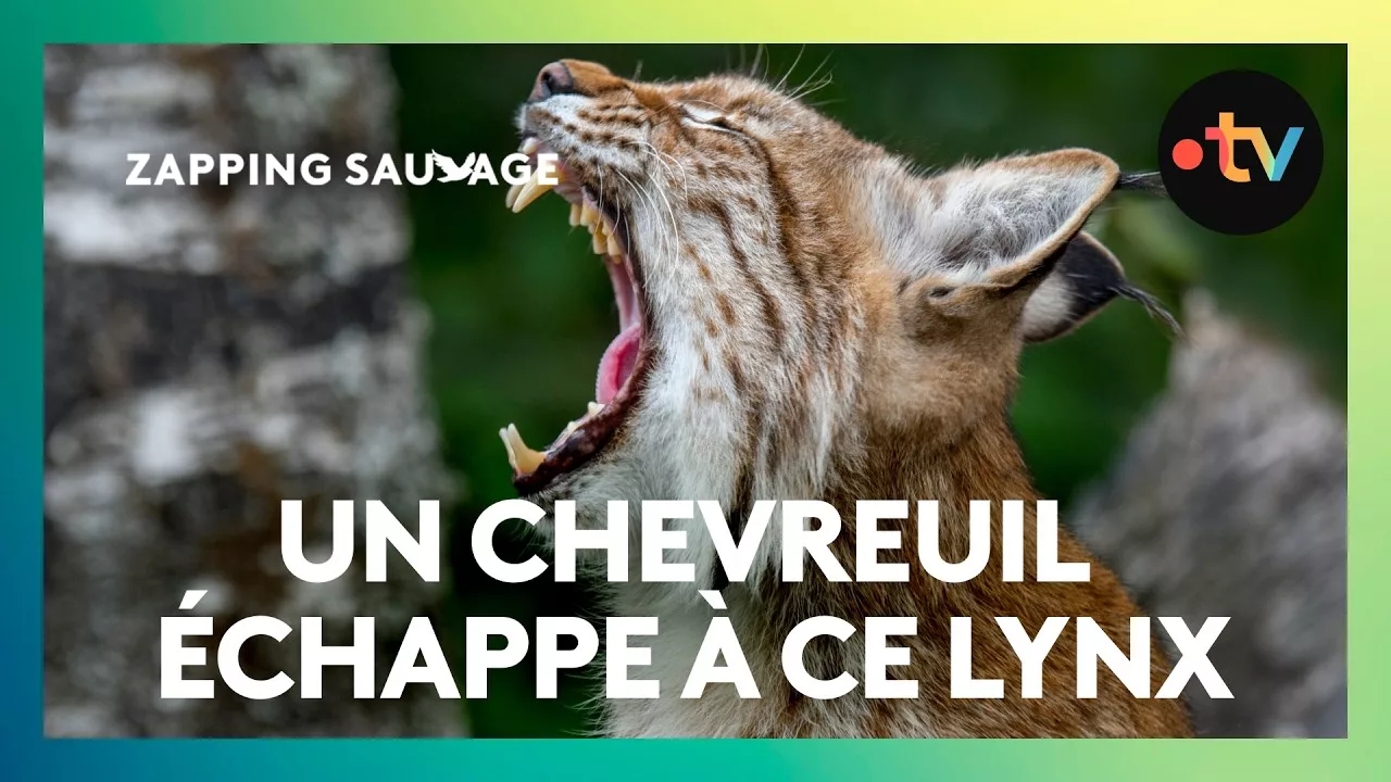 Discret et stratège, ce lynx boréal est un chasseur redoutable