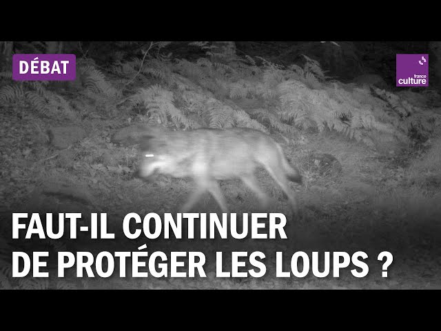 Faut-il continuer de protéger les loups ?