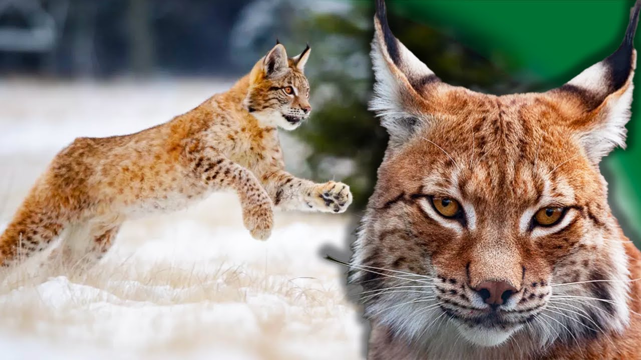 Le fantôme des forêts: le grand retour du lynx boréal ?