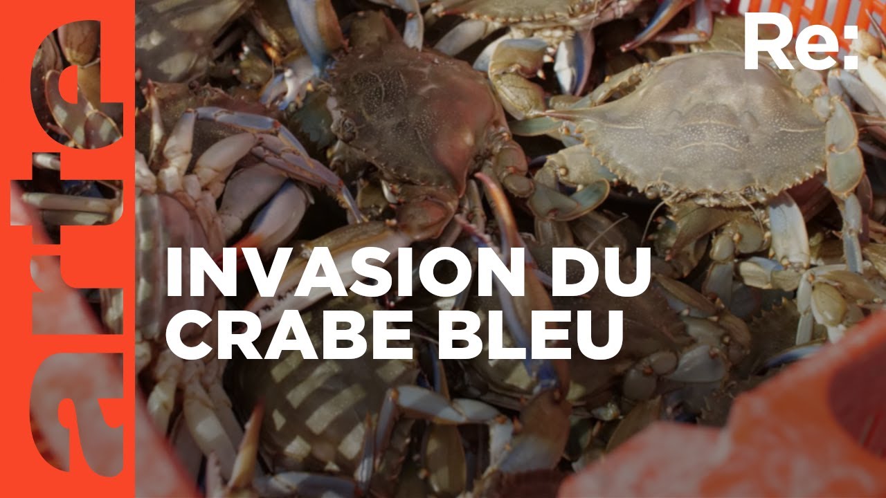 Le crabe bleu : fléau des pêcheurs italiens ?