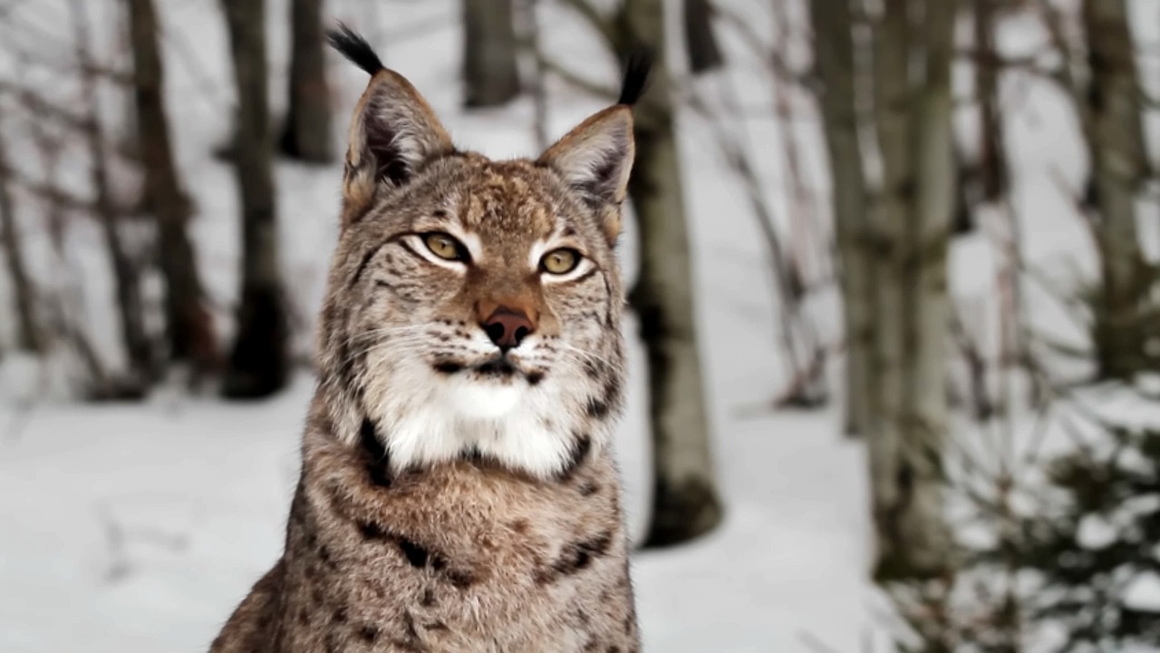 Documentaire Les Vosges, la forêt mystérieuse de France