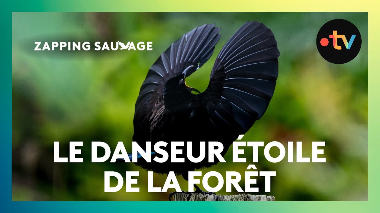 Malgré une belle danse, cet oiseau se fait ignorer par une femelle