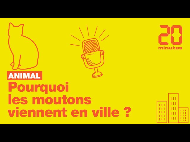 Pourquoi les moutons viennent en ville ?