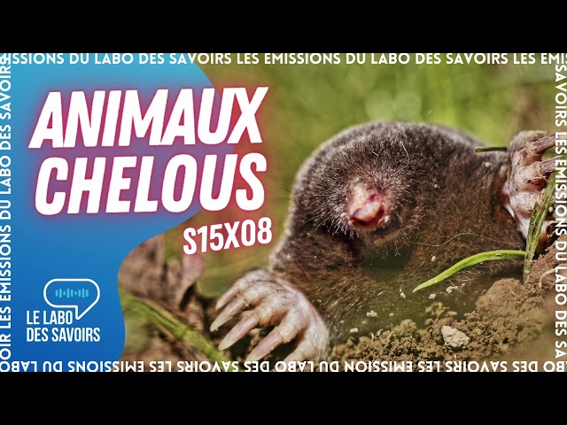 Animaux chelous