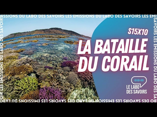 La bataille du corail