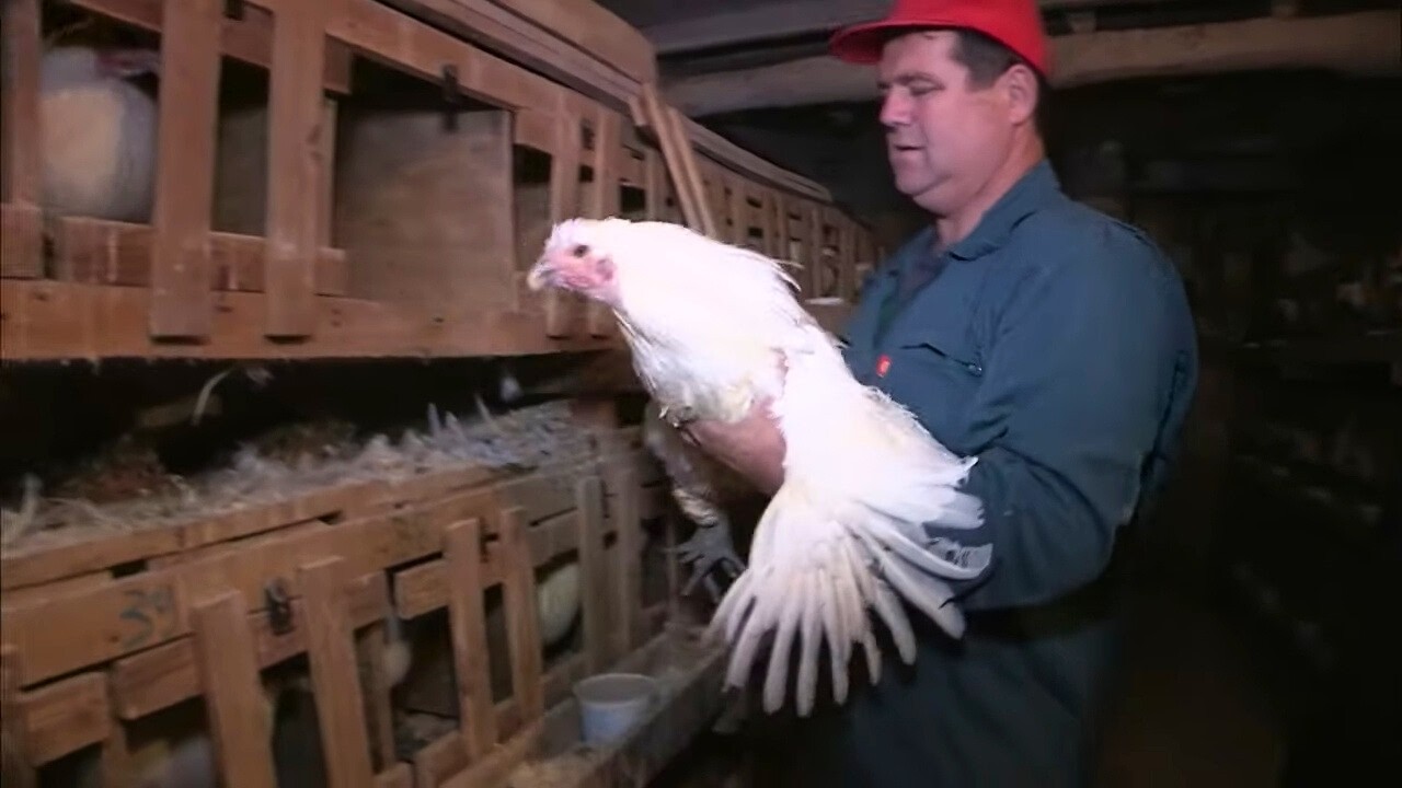 Poulet fermier VS industriel : Ce qui se cache dans vos assiettes