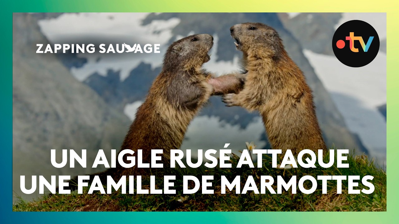 Quand un aigle attaque une famille de marmottes