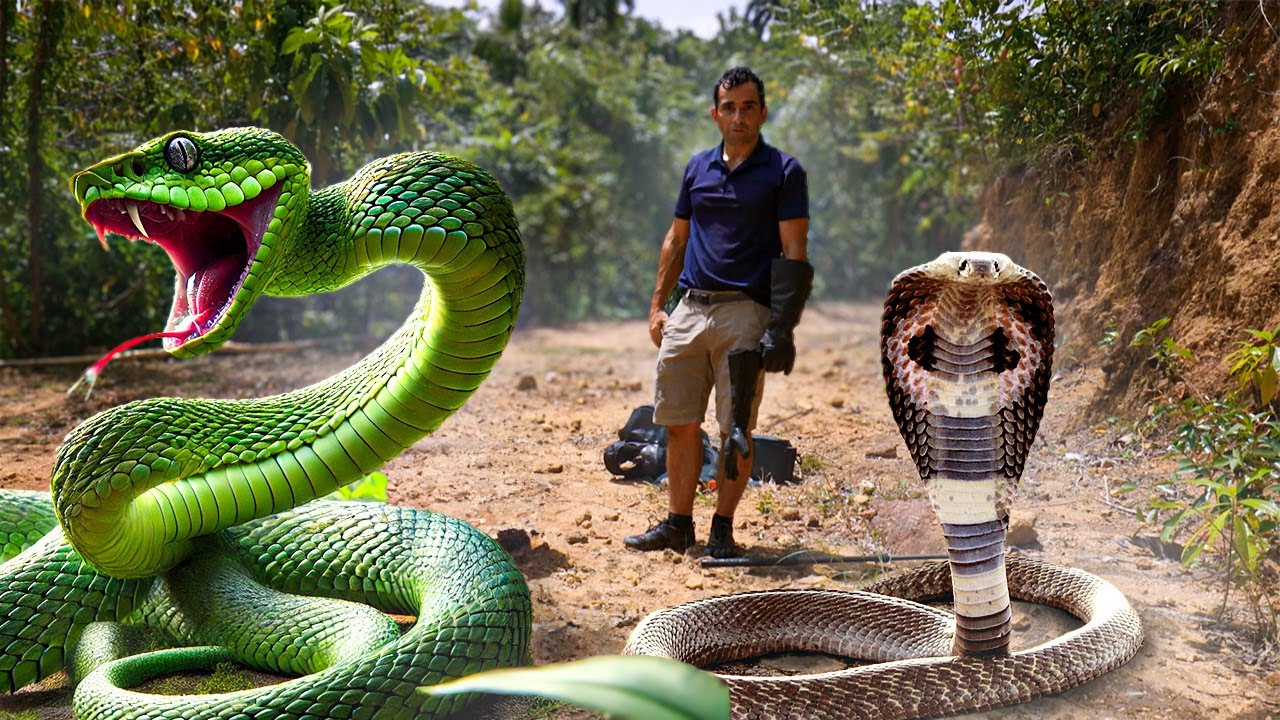 Sri Lanka sauvage: dans l’antre des créatures oubliées