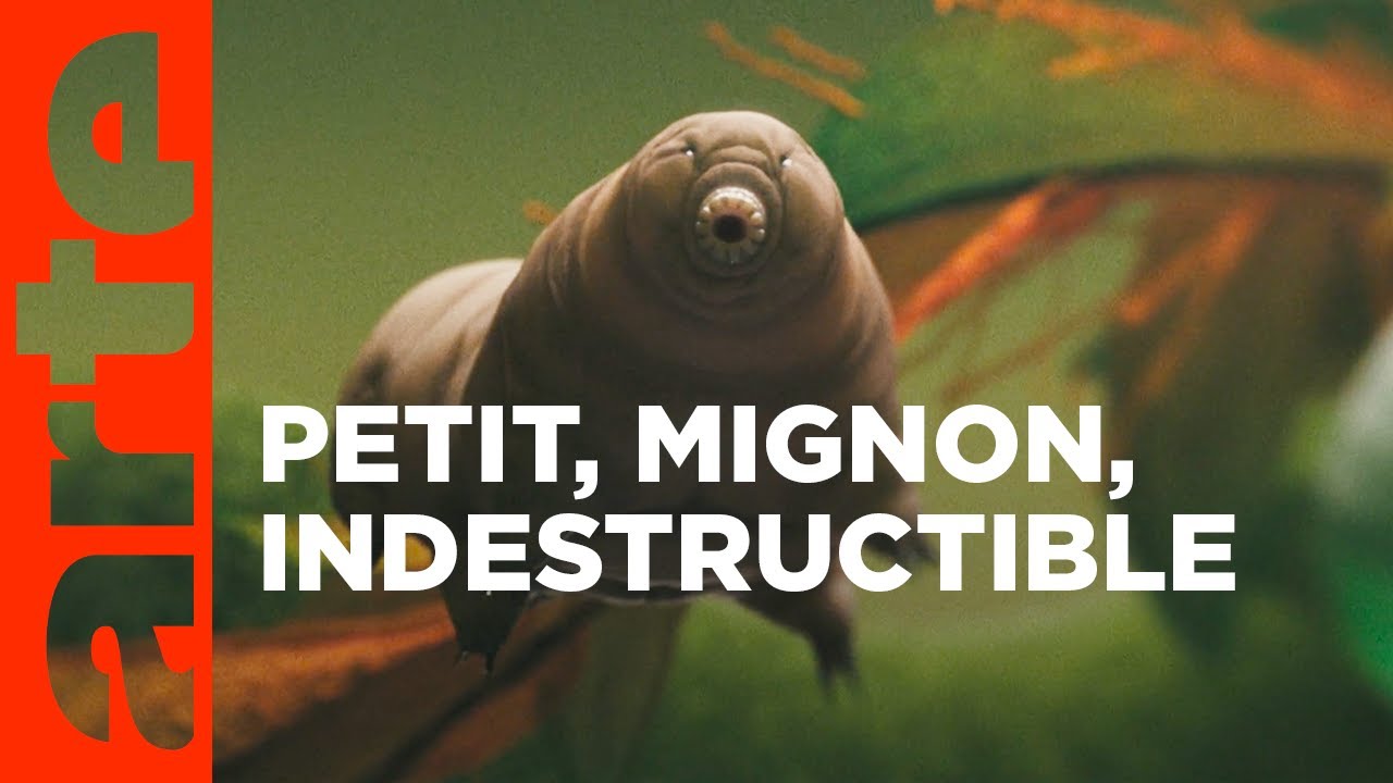 Tardigrade, l'animal indestructible