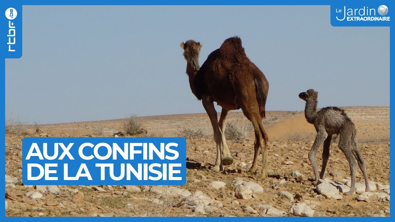 Tunisie : visite des plus beaux endroits