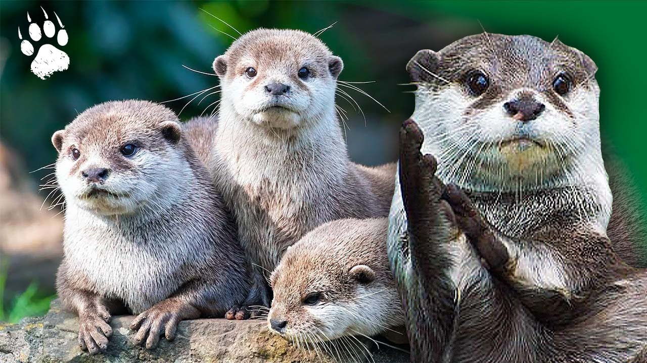 Documentaire Un jour dans la vie d’une loutre