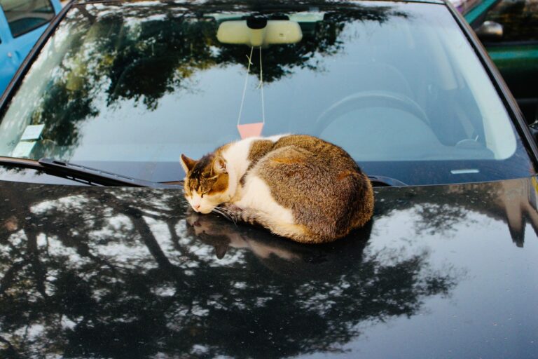 Article | Comment voyager en voiture avec son chat sans stress ?