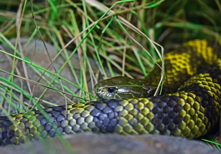 Article | Le serpent tigre, ce reptile extrêmement venimeux