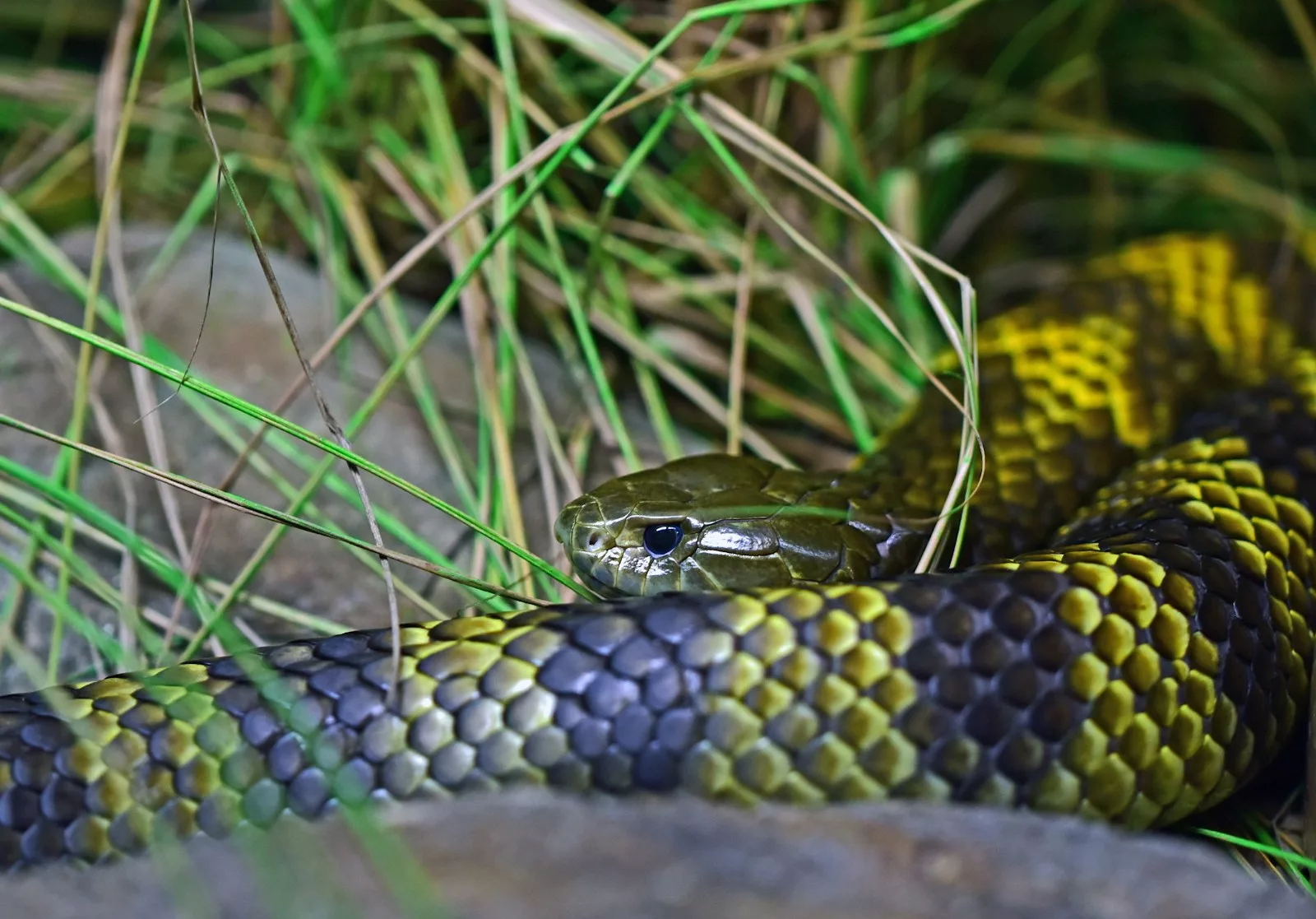 Documentaire Le serpent tigre, ce reptile extrêmement venimeux