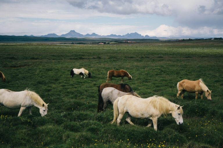 Article | Itinéraire de 2 semaines en Islande : les incontournables