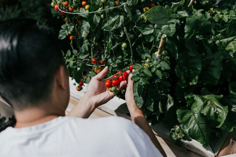 Article | Guide pour élaguer vos plants de tomates