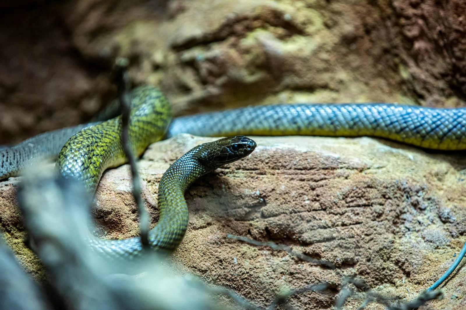 Le serpent tigre, reptile australien venimeux mais essentiel à son écosystème, fascine par son rôle écologique, ses adaptations et l'intérêt scientifique qu'il suscite.