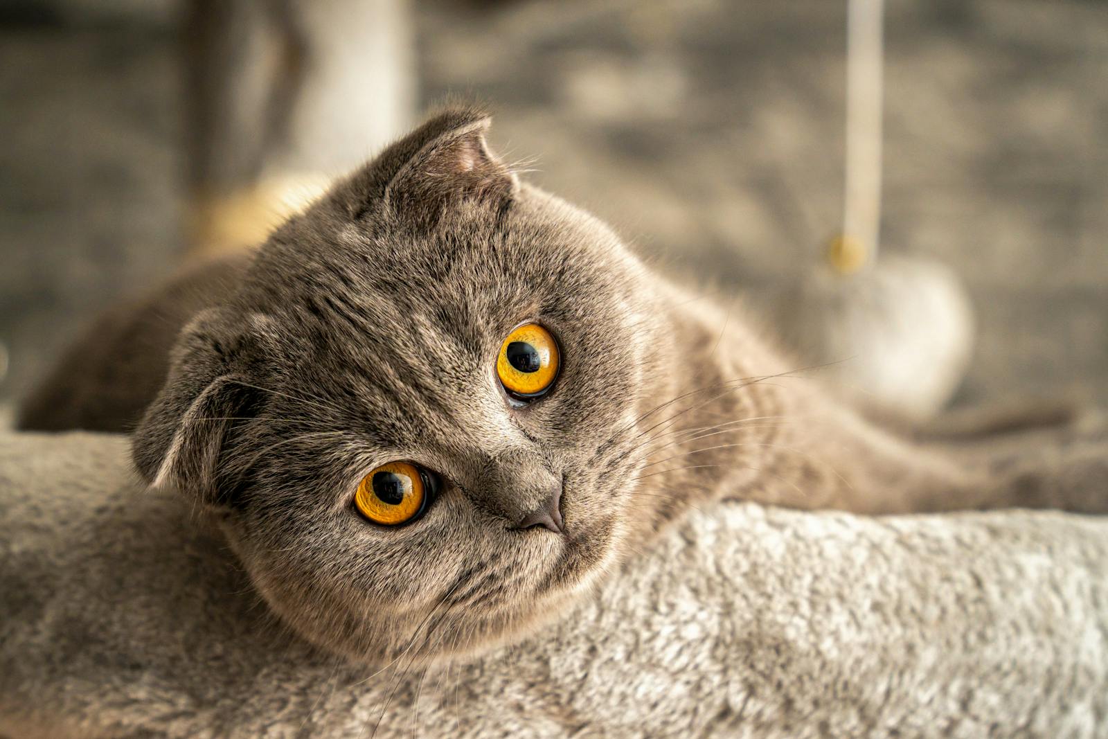 Les chats sont exposés à diverses maladies fréquentes (respiratoires, infectieuses, digestives, dermatologiques, rénales, bucco-dentaires, métaboliques) dont la prévention et un suivi vétérinaire régulier favorisent leur santé et leur bien-être.