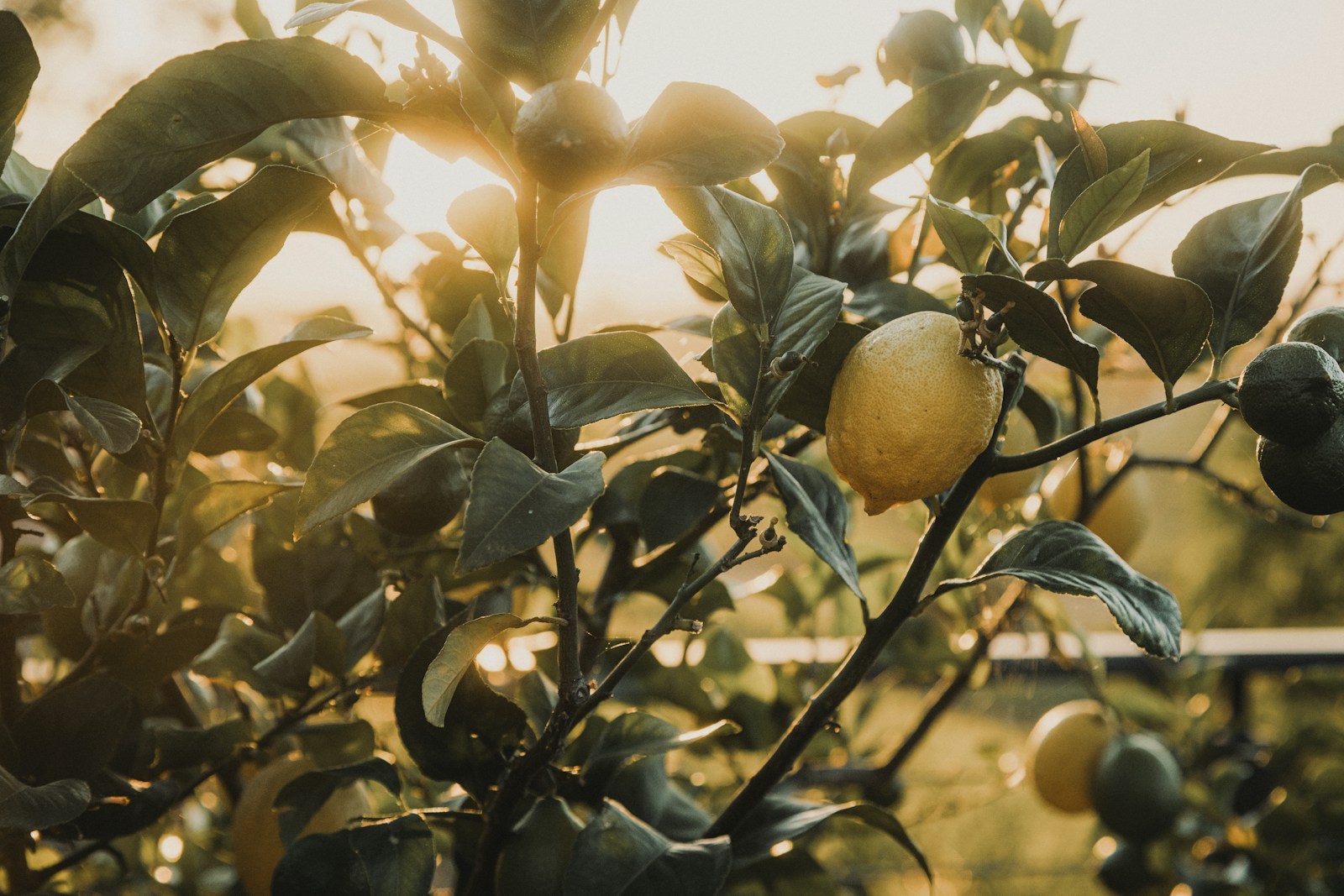 Documentaire Les étapes pour transplanter un citronnier