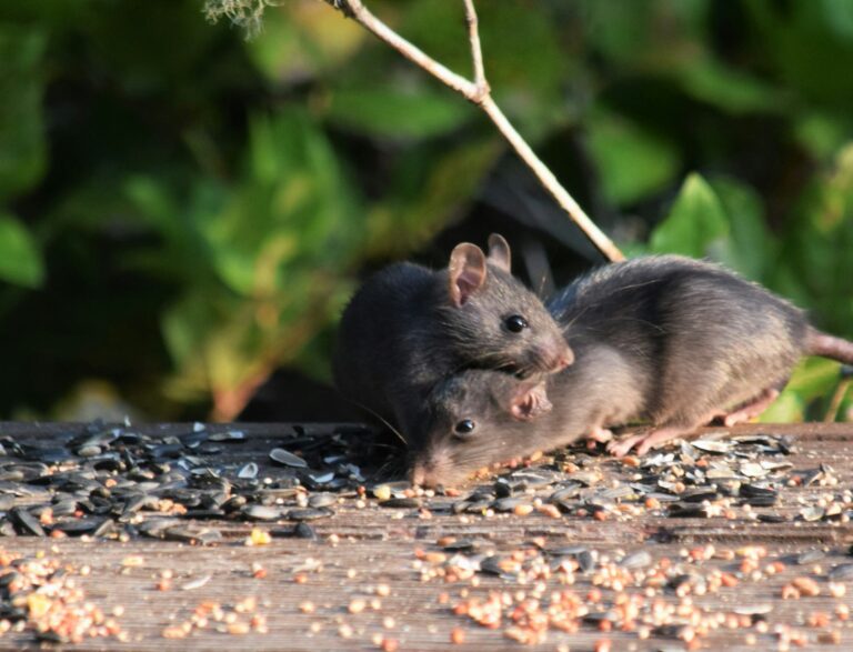 Article | Les rats et les humains : une relation historique entre fascination et défi sanitaire