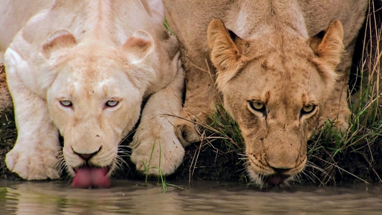 Afrique du Sud : le royaume des lionnes blanches