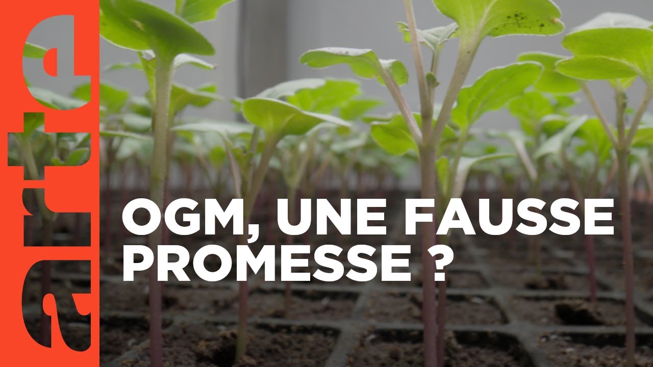 Agriculture bio : avec ou sans OGM ?