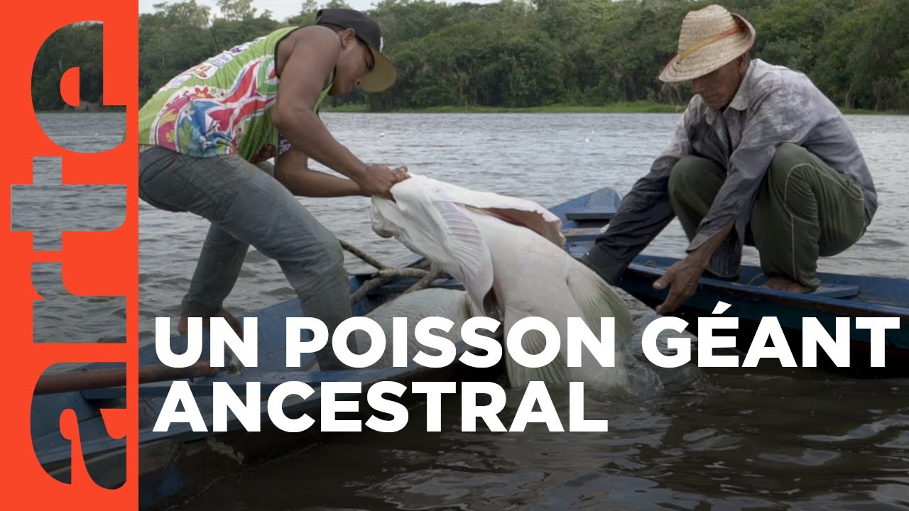 Araïpama, le poisson géant d'Amazonie