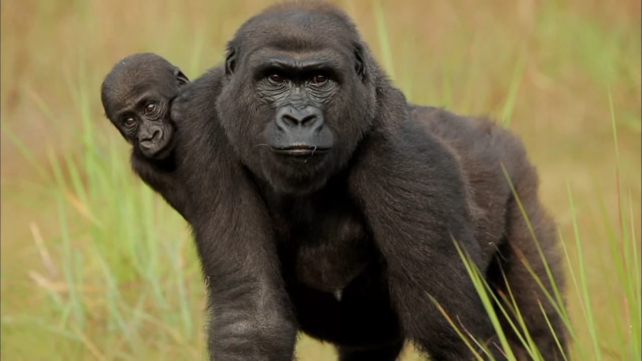 Documentaire Au bord de l’extinction : le combat des gorilles