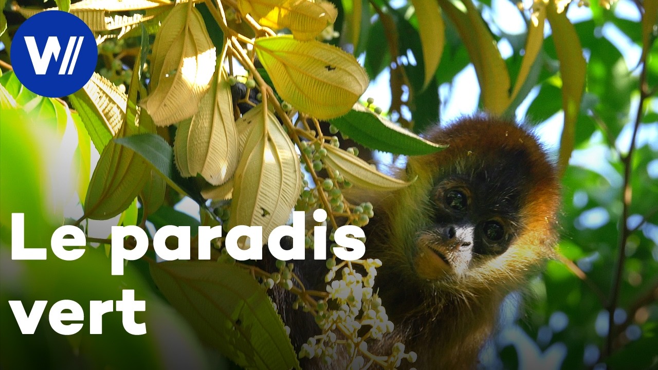 Au coeur de la nature extraordinaire du Costa Rica dans les forêts tropicales