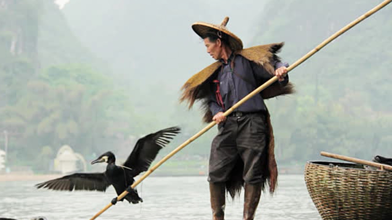 Chine : des oiseaux dressés pour pêcher