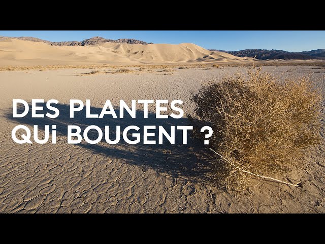 Migrations végétales : à la découverte de la circulation des plantes