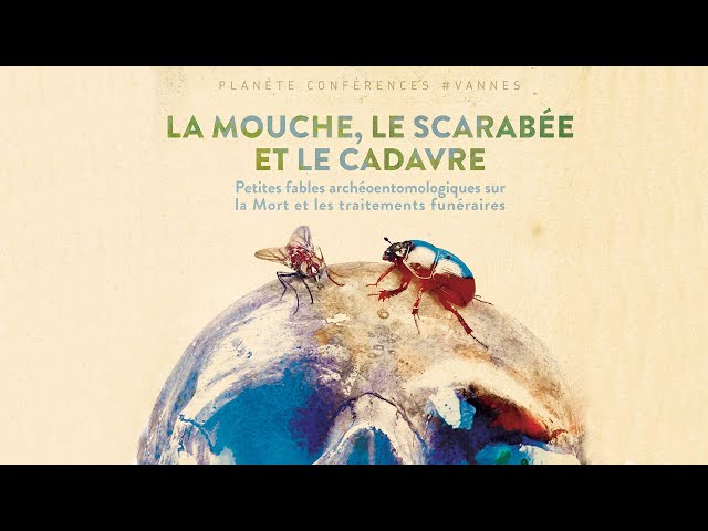 La mouche, le scarabée et le cadavre…