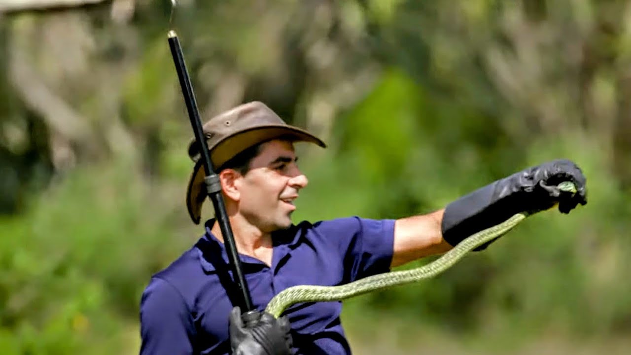 Documentaire Croc venimeux : la traque en Ouganda