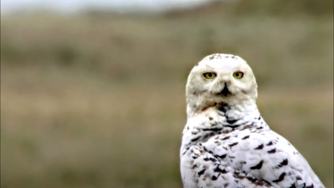 Dans l’enfer polaire : le destin d’une famille de rapaces