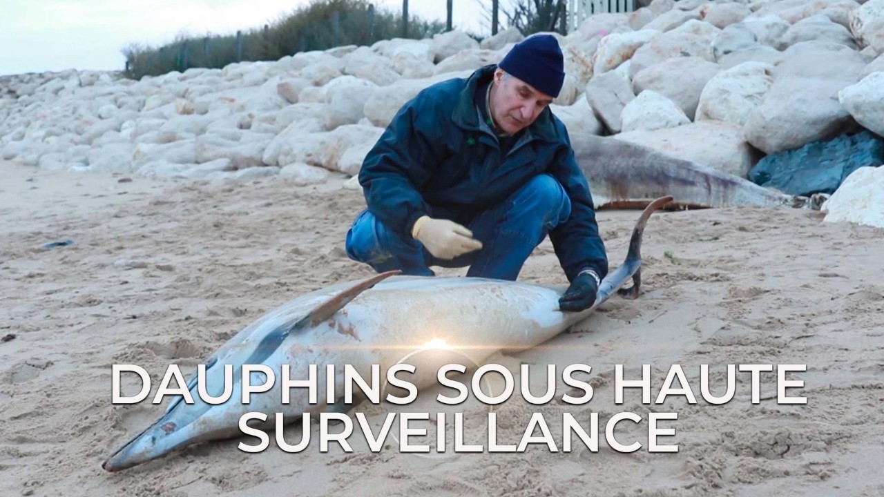 Dauphins sous haute surveillance