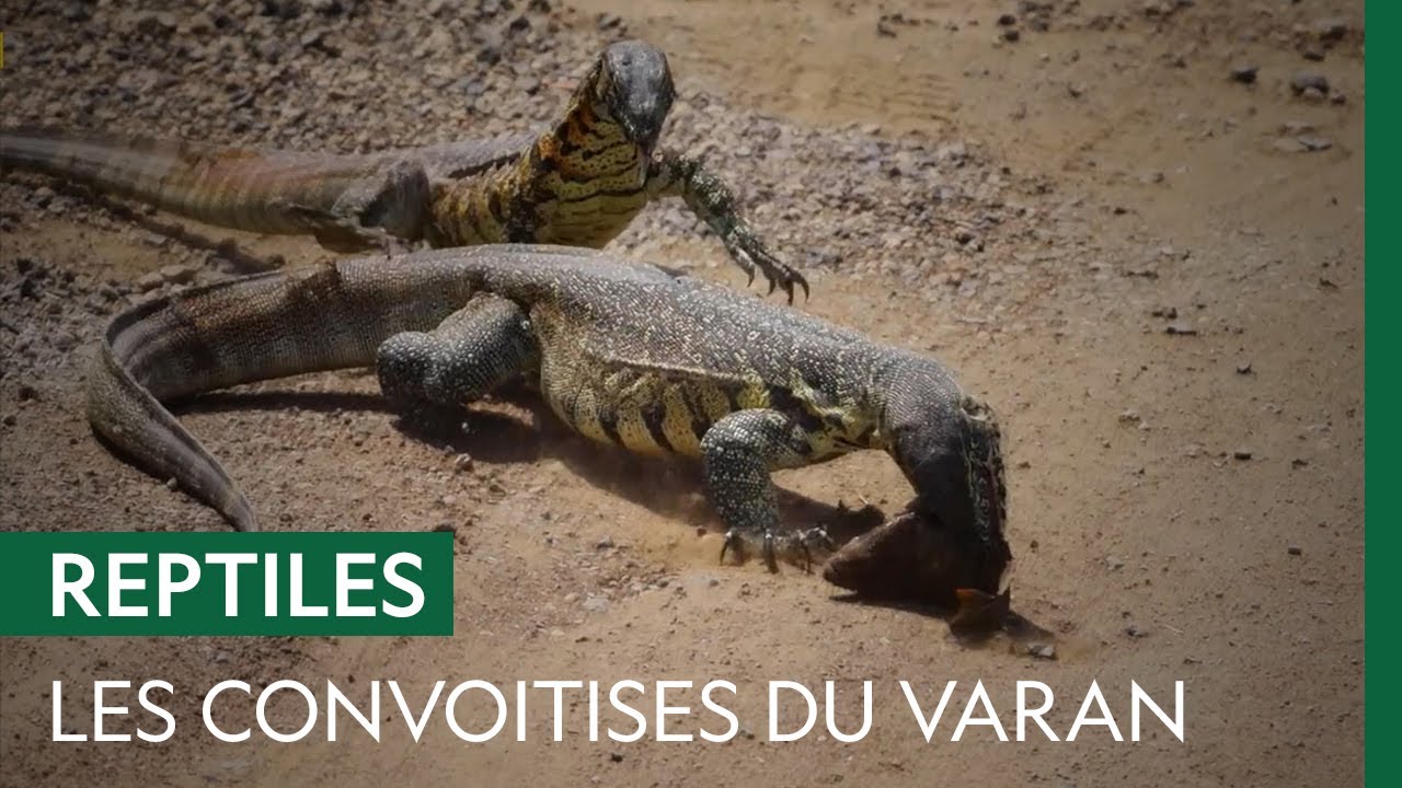 Deux varans se disputent une belle prise