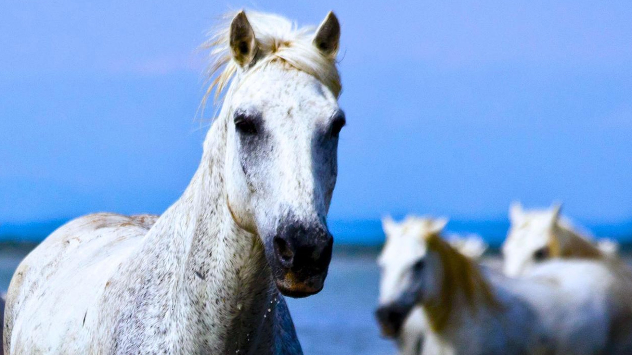 Dressage du cheval sauvage Camargue