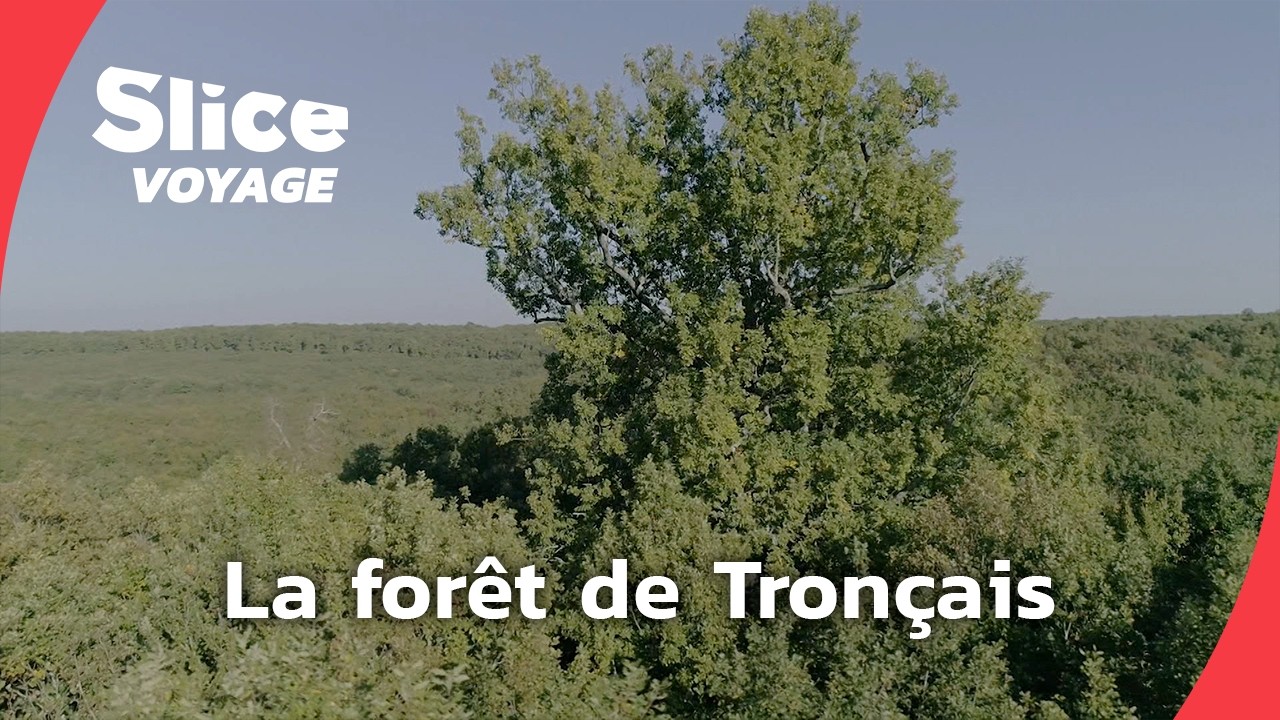 En route pour la forêt de Tronçais