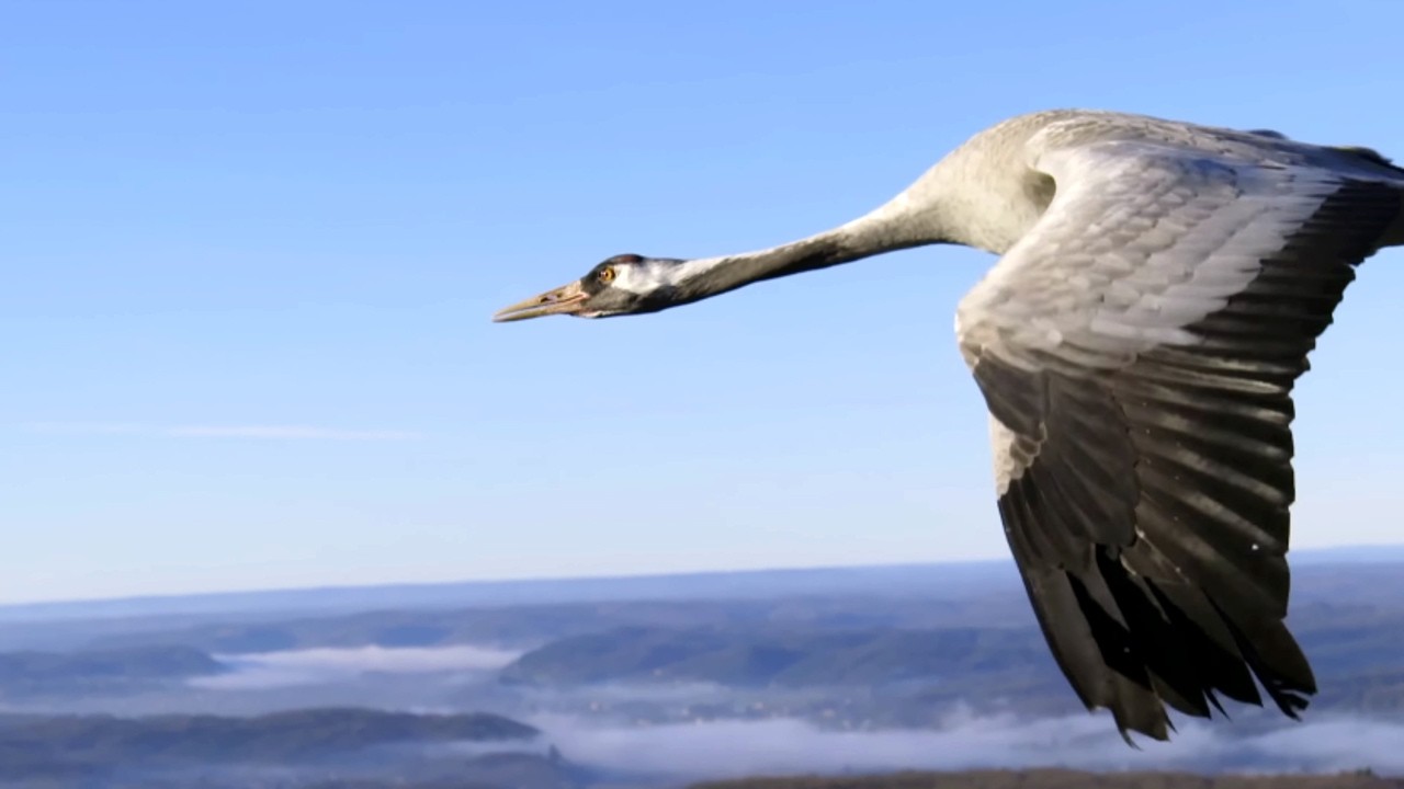 France, au cœur du monde sauvage