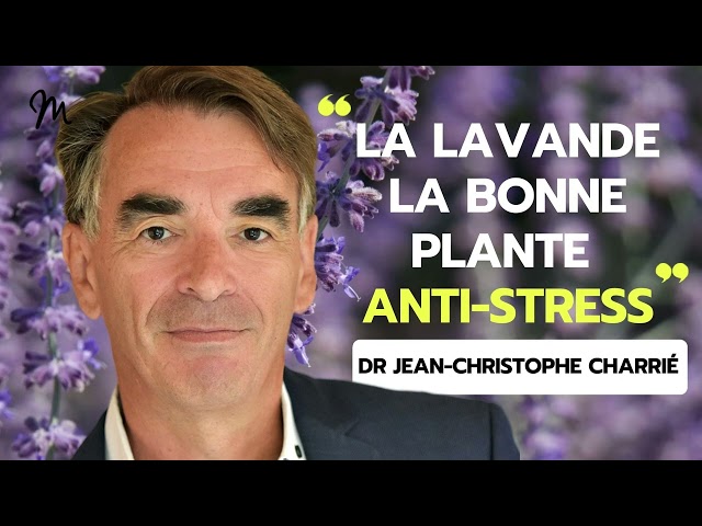 ⁠La lavande : la bonne plante anti-stress