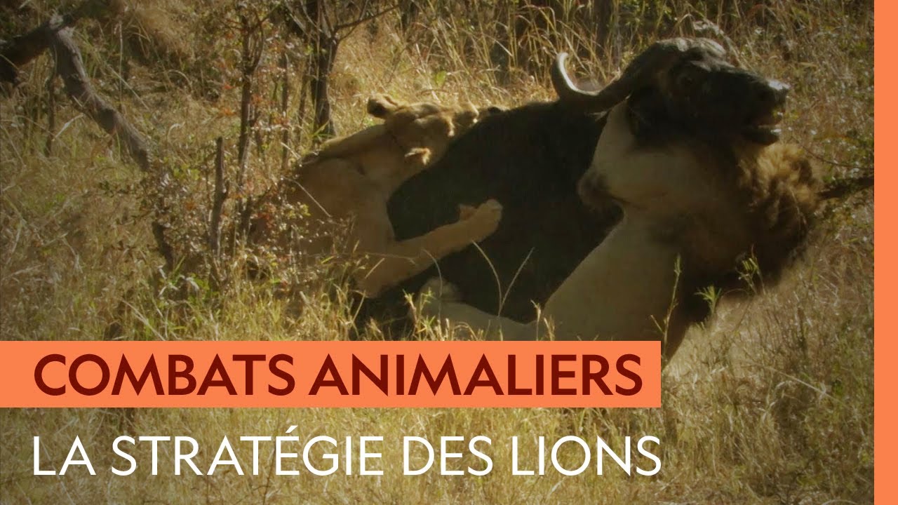 Le buffle, proie de choix pour les clans de lions