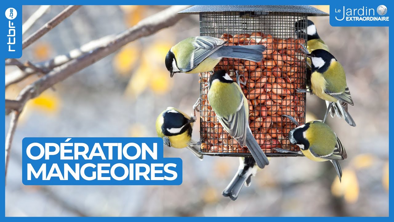 Opération mangeoires pour oiseaux