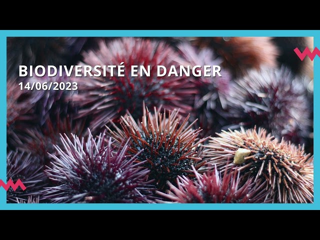 Biodiversité en danger