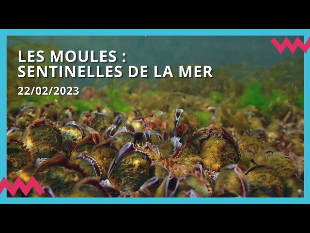 Les moules : sentinelles de la mer