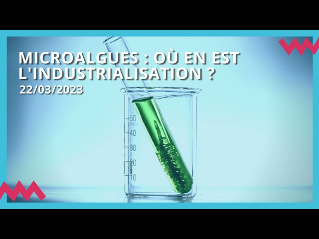 Microalgues : où en est l'industrialisation ?