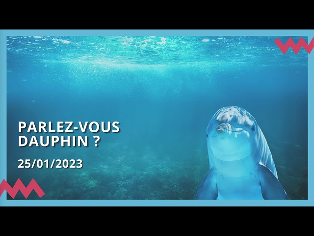 Parlez-vous dauphin ?