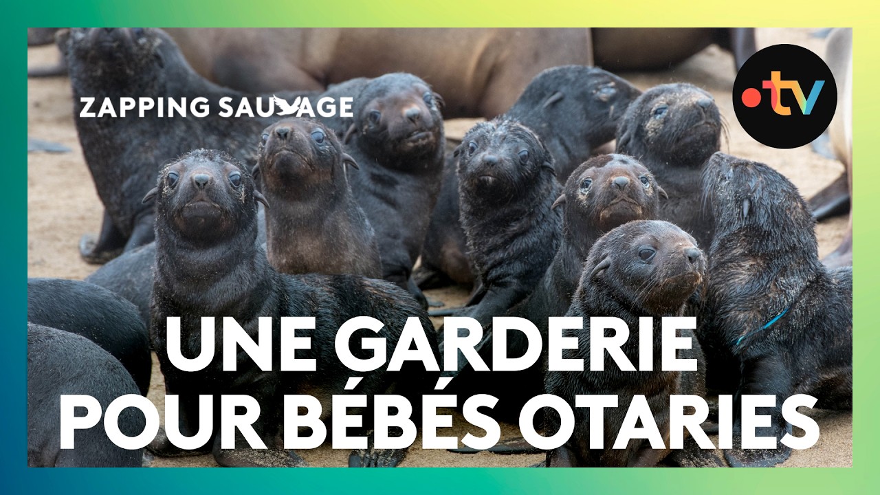 Quand les mères partent chasser, les bébés otaries vont à la garderie !